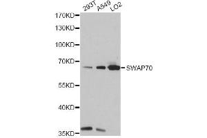 Western blot analysis of extracts of various cell lines, using SWAP70 antibody. (SWAP70 antibody)