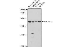 Western blot analysis of extracts of various cell lines, using DYNC1LI2 antibody (ABIN7266863) at 1:1000 dilution. (DYNC1LI2 antibody)