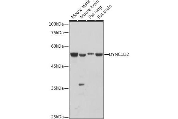 DYNC1LI2 Antikörper