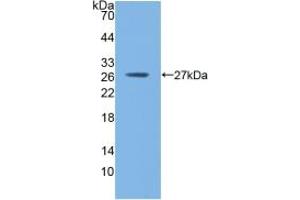 Western blot analysis of recombinant Mouse GSTm1. (GSTM1 antibody  (AA 1-218))