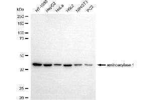 anti-Aminoacylase 1 (ACY1) antibody