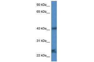 WB Suggested Anti-Scamp1 Antibody Titration: 1. (SCAMP1 antibody  (N-Term))
