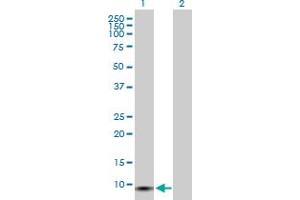Western Blot analysis of GCHFR expression in transfected 293T cell line by GCHFR MaxPab polyclonal antibody. (GCHFR antibody  (AA 1-84))