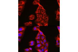 Immunofluorescence analysis of U2OS cells using Alpha-tubulin (ubiquitous) chain antibody (ABIN7271033) at dilution of 1:100. (TUBA1B antibody  (AA 1-451))