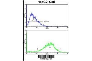 Flow cytometric analysis of HepG2 cells using SIL1 Antibody (bottom histogram) compared to a negative control cell (top histogram). (SIL1 antibody  (AA 99-126))