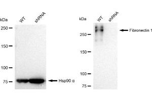 Western blotting analysis using Fibronectin 1 antibody (ABIN7798614).