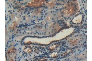 Detection of ANXA4 in Human Kidney Tissue using Polyclonal Antibody to Annexin A4 (ANXA4) (Annexin IV antibody  (AA 11-164))