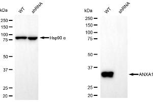 Western blotting analysis using annexin A1 antibody (ABIN7797612).