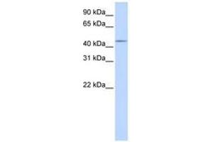 Image no. 1 for anti-Sparc/osteonectin, Cwcv and Kazal-Like Domains Proteoglycan (Testican) 3 (SPOCK3) (AA 180-229) antibody (ABIN6740916) (SPOCK3 antibody  (AA 180-229))