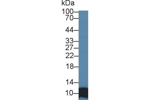 SRP9 antibody  (AA 2-86)