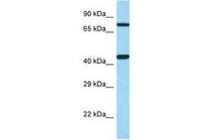 Image no. 1 for anti-Urotensin 2 Receptor (UTS2R) (AA 203-252) antibody (ABIN6748125) (UTS2R antibody  (AA 203-252))