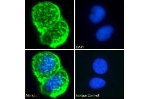 Immunofluorescence staining of fixed MCF7 cells with anti-Breast epithelial mucin antibody Mc5. (Recombinant MUC1 antibody)