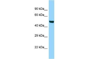 Western Blotting (WB) image for anti-Acyl-CoA Synthetase Bubblegum Family Member 1 (ACSBG1) (C-Term) antibody (ABIN2788582)