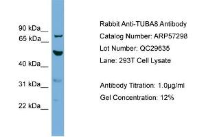 WB Suggested Anti-TUBA8  Antibody Titration: 0. (TUBA8 antibody  (N-Term))