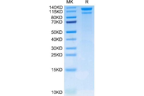 LDLR Protein (AA 22-788) (His-Avi Tag)
