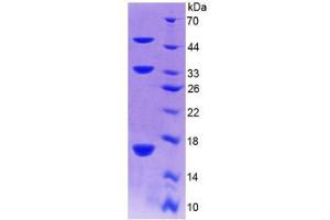 SDS-PAGE analysis of Mouse Collagen Type X Protein. (COL10 Protein)