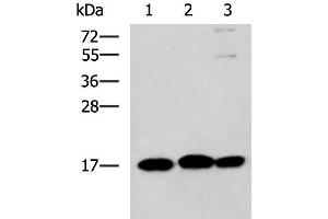 Western blot analysis of 231 HL60 and Jurkat cell lysates using RPS14 Polyclonal Antibody at dilution of 1:700 (RPS14 antibody)