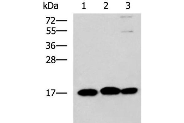 RPS14 antibody