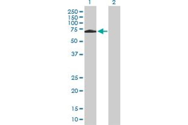 SH2D3A anticorps  (AA 1-576)