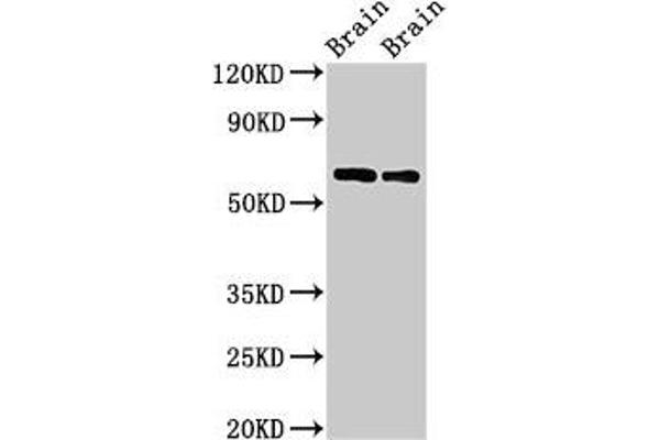 Copine IV anticorps  (AA 1-280)