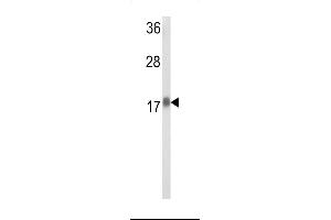 Western blot analysis of RPL31 Antibody (Center) (ABIN653485 and ABIN2842904) in Hela cell line lysates (35 μg/lane). (RPL31 antibody  (AA 24-51))