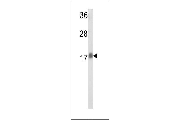 RPL31 抗体  (AA 24-51)
