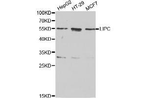 Western blot analysis of extracts of various cell lines, using LIPC antibody (ABIN5970666) at 1/1000 dilution. (LIPC antibody)