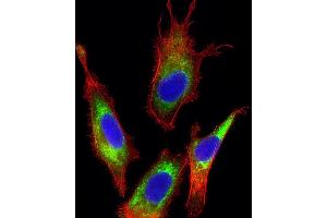 Immunofluorescent analysis of 4 % paraformaldehyde-fixed, 0. (Transferrin antibody  (AA 101-135))