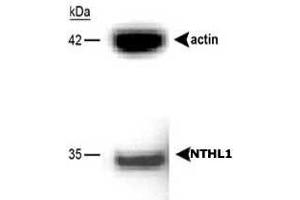 Western blot analysis of NTHL1 in A-549 cells using NTHL1 polyclonal antibody .