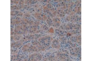IHC-P analysis of Human Liver Tissue, with DAB staining. (FGG antibody  (AA 166-416))