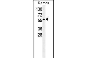 S Antibody (N-term) (ABIN658985 and ABIN2838033) western blot analysis in Ramos cell line lysates (35 μg/lane). (SERPINA9 antibody  (N-Term))