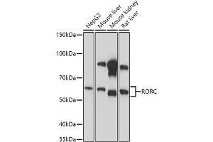 Western blot analysis of extracts of various cell lines, using RORC antibody (ABIN6132603, ABIN6147079, ABIN6147080 and ABIN6214413) at 1:1000 dilution. (RORC antibody  (AA 120-320))