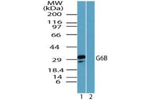 C6orf25 antibody  (AA 170-220)