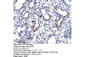 Rabbit Anti-HEY1 Antibody  Paraffin Embedded Tissue: Human Lung Cellular Data: Alveolar cells Antibody Concentration: 4. (HEY1 antibody  (C-Term))