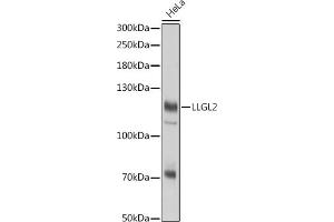 Western blot analysis of extracts of HeLa cells, using LLGL2 antibody (ABIN7268212) at 1:3000 dilution. (LLGL2 antibody)