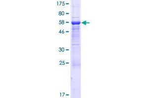 WD Repeat Domain 54 (WDR54) (AA 1-334) protein (GST tag)