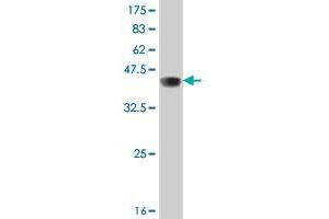 Western Blot detection against Immunogen (37 KDa) . (RIN3 antibody  (AA 328-426))