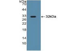 Western blot analysis of recombinant Human Smad5. (SMAD5 antibody  (AA 210-464))