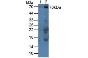 Western blot analysis of (1) Mouse Serum and (2) Mouse Placenta Tissue. (CAPNL1 antibody  (AA 387-694))