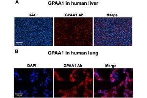 Immunofluorescent staining of human liver (A) and human lung (B) with GPAA1 polyclonal antibody  at 1:100 dilution. (GPAA1 antibody  (C-Term))