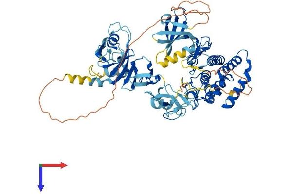LIMK2 Protein (AA 1-638) (His tag)