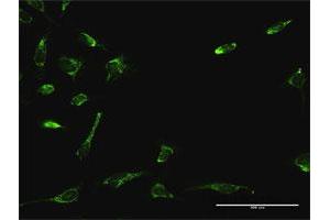 Immunofluorescence (IF) image for anti-ATPase Family, AAA Domain Containing 3A (ATAD3A) (AA 1-586) antibody (ABIN950090)