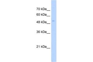 Western Blotting (WB) image for anti-PAP Associated Domain Containing 7 (PAPD7) antibody (ABIN2463208) (PAP Associated Domain Containing 7 (PAPD7) antibody)