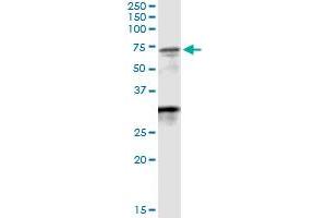 Immunoprecipitation of WDR20 transfected lysate using anti-WDR20 MaxPab rabbit polyclonal antibody and Protein A Magnetic Bead , and immunoblotted with WDR20 purified MaxPab mouse polyclonal antibody (B01P) . (WDR20 antibody  (AA 1-569))