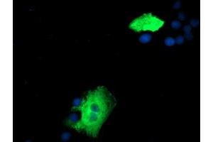 Anti-ZFP36 mouse monoclonal antibody (ABIN2454209) immunofluorescent staining of COS7 cells transiently transfected by pCMV6-ENTRY ZFP36 (RC202049). (ZFP36 antibody)