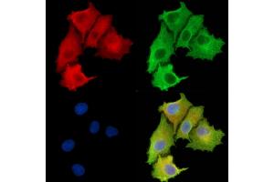 ABIN6263526 and ABIN6279596 staining  cells by IF/ICC. (NBPF3 antibody  (Internal Region))