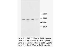 Image no. 1 for anti-CD82 (CD82) (C-Term) antibody (ABIN1493109) (CD82 antibody  (C-Term))