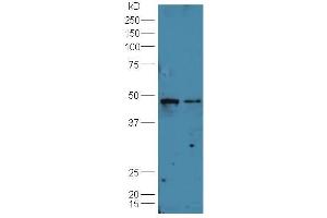 B7-H6 antibody  (AA 51-150)