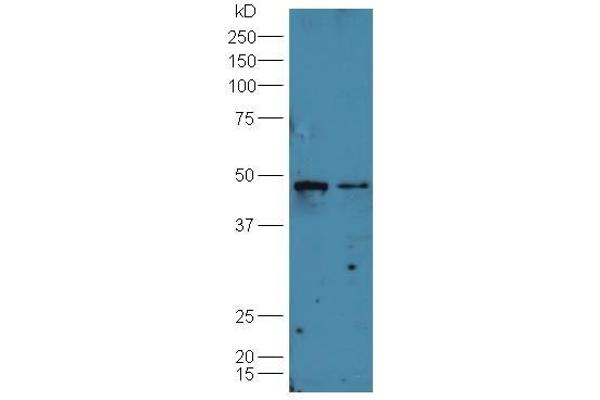 B7-H6 antibody  (AA 51-150)