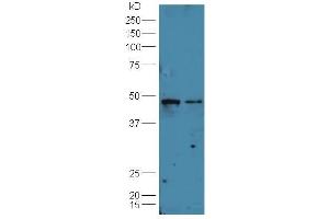 Lane 1:Huh7 cell lysate Lane 2: A549 cell lysates probed with Rabbit Anti-B7-H6 Polyclonal Antibody, Unconjugated (ABIN1713370) at 1:300 overnight at 4 °C.